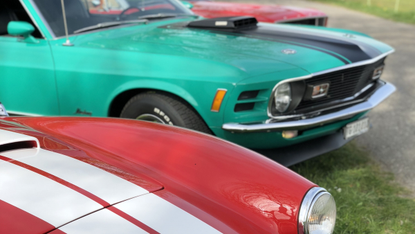 Bonnie - our AC Cobra - meets her half-brothers